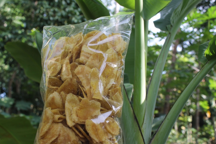 Keripik pisang dan pohon pisang (foto: Ko In)