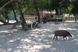 Babi hutan berkeliaran di Pulau Peucang. Sumber: Dokumentasi Pribadi