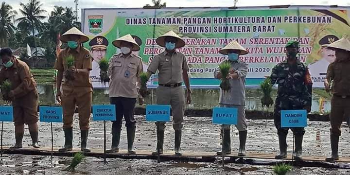 Gubernur Irwan Prayitno dan Bupati Ali Mukhni melakukan gerakatan tanam padi di Keltan Rawan Lokan Pungguang Kasiak Lubuk Alung, (foto humas setdakab padang pariaman)