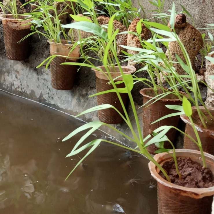 Penampakan tanaman kangkung (Dokumentasi pribadi)