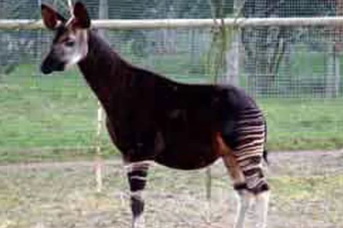 Gambar Okapi (sumber: nationalgeographic.grid.id) 