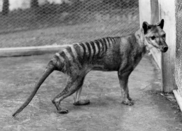 Gambar Thylacine (sumber: nationalgeographic.grid.id)
