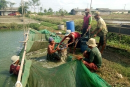 Para pekerja sedang memindahkan lele dari kolam ke truk, di kawasan tambak lele di Desa Krimun, Kecamatan Lohsarang, Indramayu, Jawa Barat, Jumat (7/12/2018). Sebelum dinaikkan ke truk, lele ditimbang. Setiap hari, para juragan lele di Desa Krimun dan desa tetangga, Desa Puntang, memanen puluhan ton hasil budidaya lele.(KOMPAS/WINDORO ADI) 