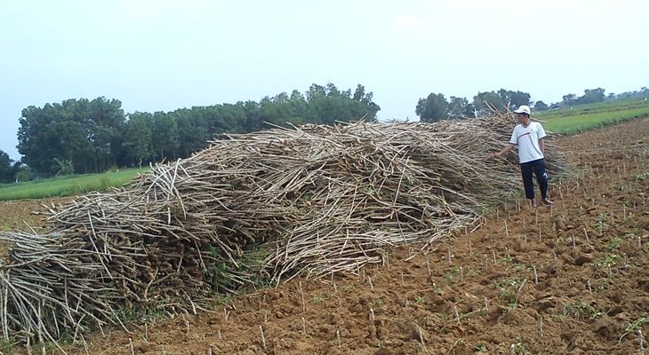 Foto : Petani Kumpulkan batang Singkong Untuk Penelitian | ugm.ac.id