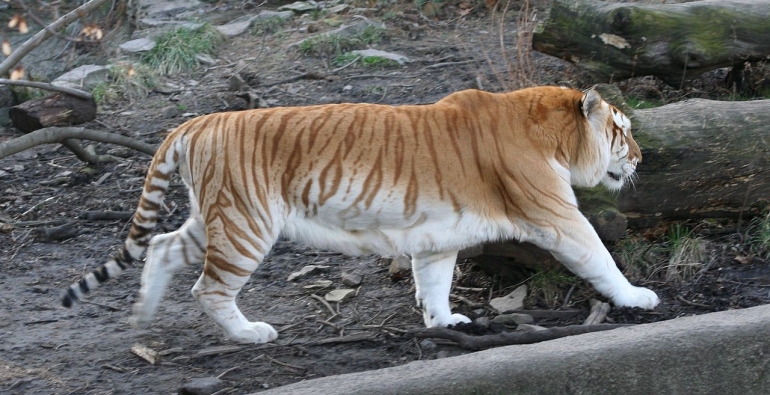 Keterangan gambar: Golden Tiger. Sumber gambar: Dave Pape/wikimedia.orhg