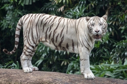 Keterangan gambar: Harimau Putih. Sumber gambar: Basile Morin/wikimedia.org