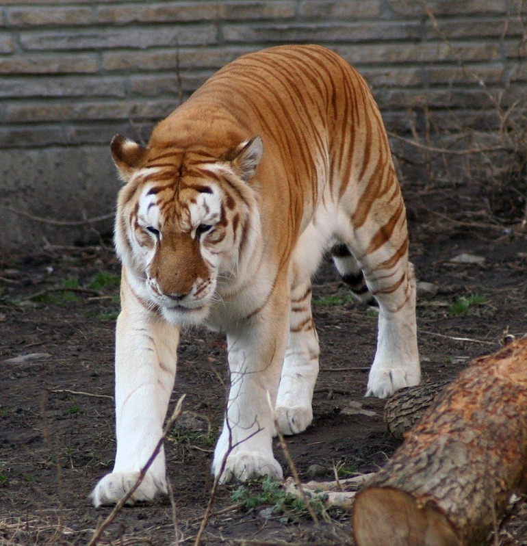 Keterangan gambar: warna bulu Golden Tiger yang langka. Sumber gambar: wikimedia.org