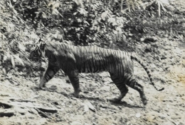 Keterangan gambar: Foto Harimau Jawa yang diambil di alam Ujung Kulon pada tahun 1938 oleh A. Hoogerwerf. Sumber gambar: wikimedia.org 
