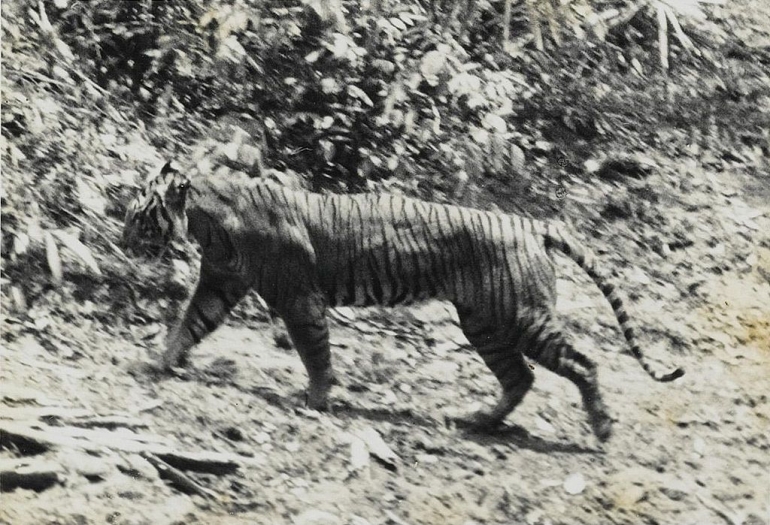 Keterangan gambar: Foto Harimau Jawa yang diambil di alam Ujung Kulon pada tahun 1938 oleh A. Hoogerwerf. Sumber gambar: wikimedia.org