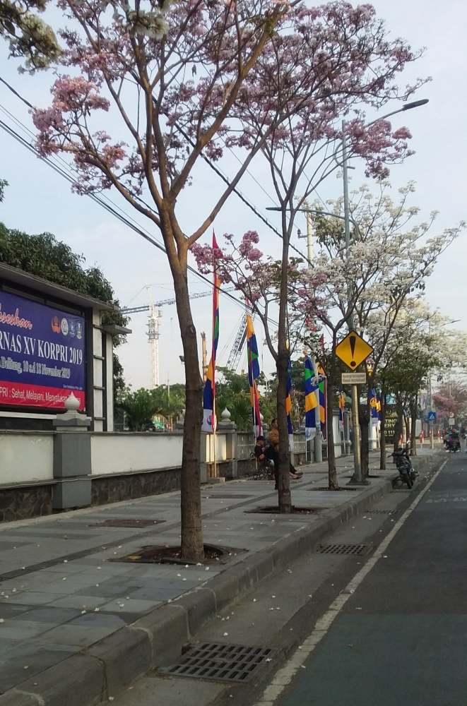 Dokpri, saat Tabebuya bermekaran di sepanjang Jl A. Yani Surabaya