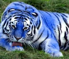 Keterangan gambar: Ilustrasi Harimau Biru/Maltase Tiger. Sumber gambar: tiger-animal.com