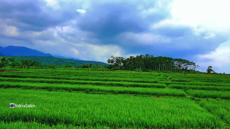 Pohon Padi, makin berisi makin merunduk |Dokpri