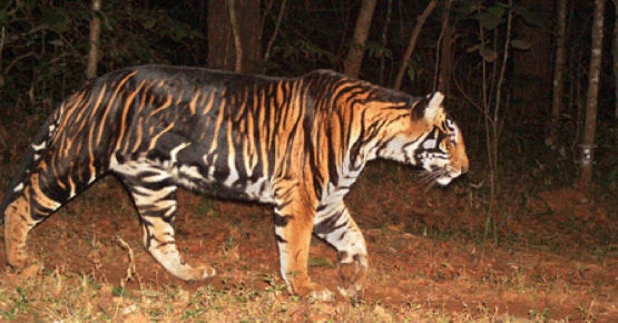 Keterangan gambar: Harimau Hitam atau Melanistic Tiger. Sumber gambar: thebetterindia.com