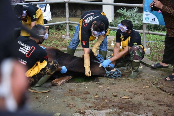 Petugas jagal tengah menyembelih seekor sapi dalam simulasi pelatihan pemotongan halal hewan kurban di masjid Salman ITB, Bandung, Rabu (08/07/2020). (KOMPAS.com/AGIE PERMADI)