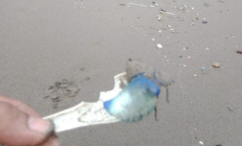 Ubur-ubur Blue Bottle Serang Pesisir Pantai Palabuhanratu Sukabumi