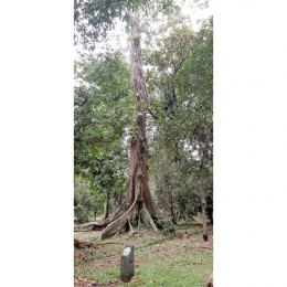 Salah satu pohon besar, pohonnya sangat tinggi (dokpri)