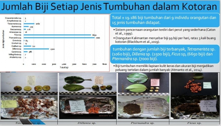 Jumlah biji setiap jenis tumbuhan dalam kotoran orangutan. Capture dari slide presentasi Rizal. Foto dok : Rizal/Yayasan Palung.