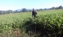 Dok. Hermansyah Qta, bapak lagi di sawah