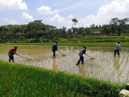 Petani menyiangi rumput di sela tanaman padi