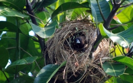 Sarang Burung di Pohon, Sumber:https://www.mongabay.co.id/ 