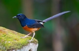 Burung Murai Batu dengan Ekornya yang Panjang Menawan, Sumber:https://www.hobinatang.com/ 