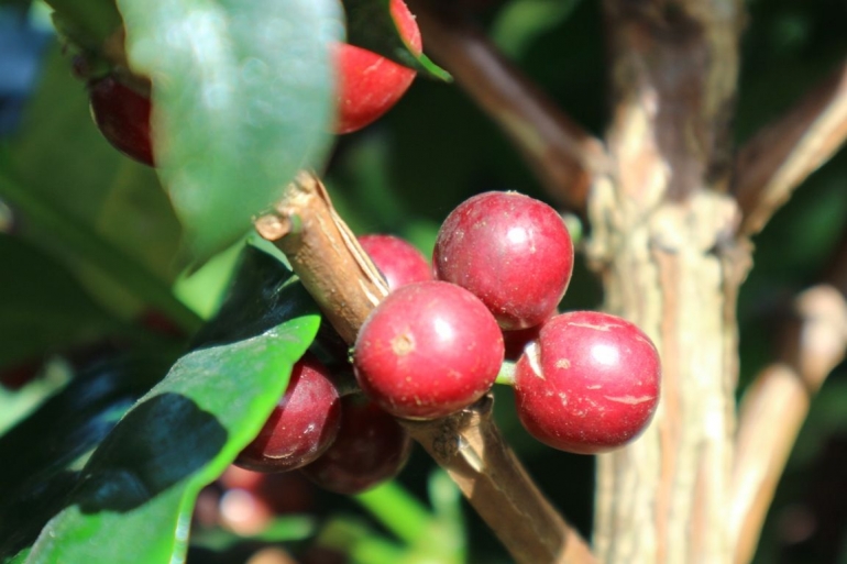 Tanaman kopi di kaki Gunung Slamet/Foto: Lilian Kiki Triwulan