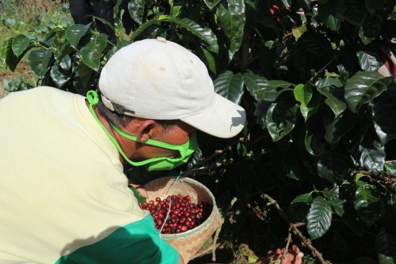Petani kopi Gunung Malang sedang memetik buah kopi/Foto: Lilian Kiki Triwulan