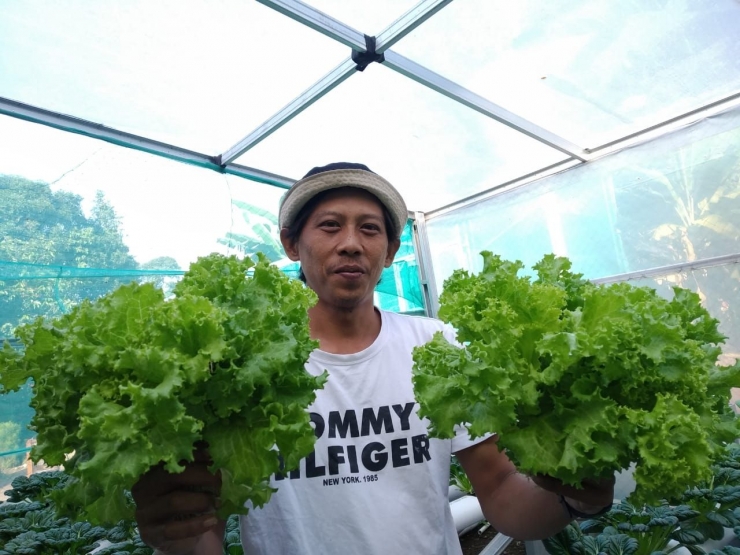 Deby Juliansyah (36) menunjukkan hasil pembudidayaan sayuran di Hidroponik Lembur Hejo, Salada Hijau segar, Senin (27/07/2020).