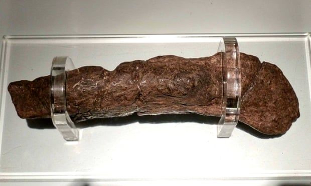 Fosil tinja di Museum Jorvik Viking Centre (Foto: The Guardian)