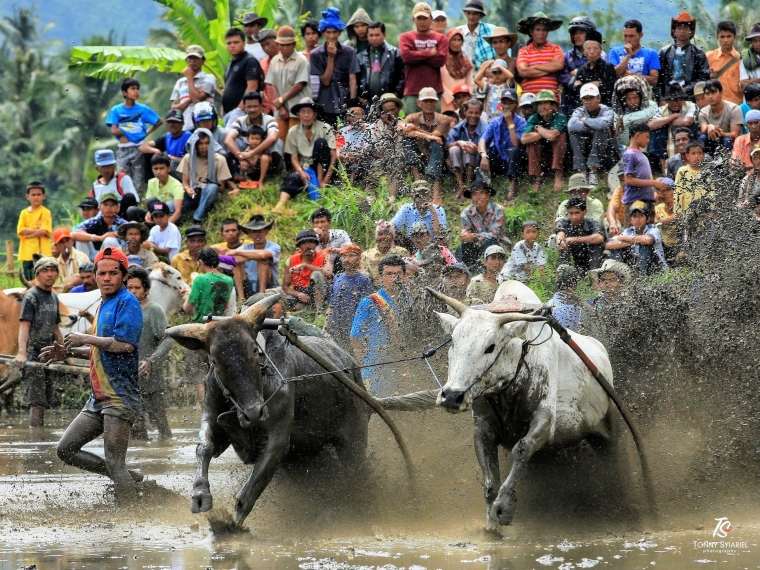 Pacu Jawi & Penonton. Sumber: Koleksi pribadi