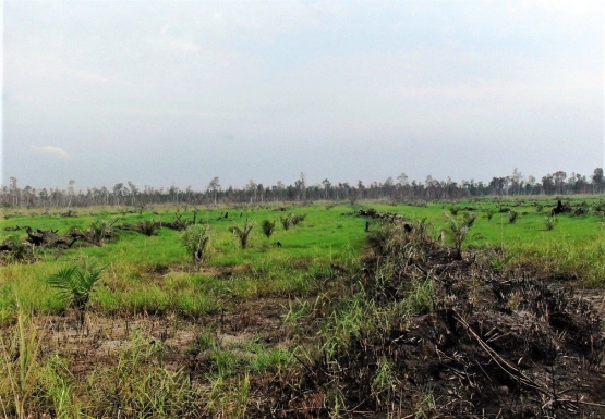 Areal perkebunan dokumentasi tahun 2010 (Gambar Marahalim Siagian)