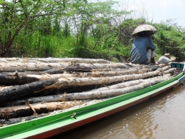 Kayu galam salah satu hasil hutan kayu yang dipanen dengan metode suksesi alami (Gambar Marahalim Siagian)