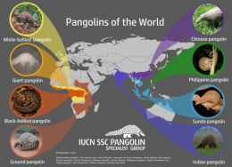 Species Trenggiling | Pangolin.org
