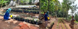 :penyiraman jahe dan lombok  oleh Mahasiswa KKN TIM II UNDIP di kebun Ibu Rohadi