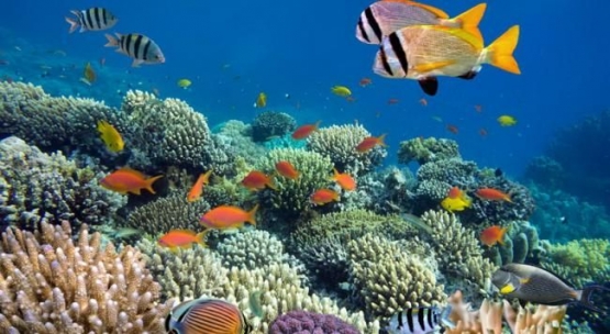 taman bawah laut meko: dinas pariwisata flotim