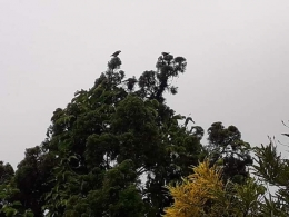 Dokpri. The little bird on the tree top