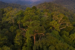 Tajuk-tajuk Pepohonan yang juga disebut Hutan. Foto Dok : Tim Laman.