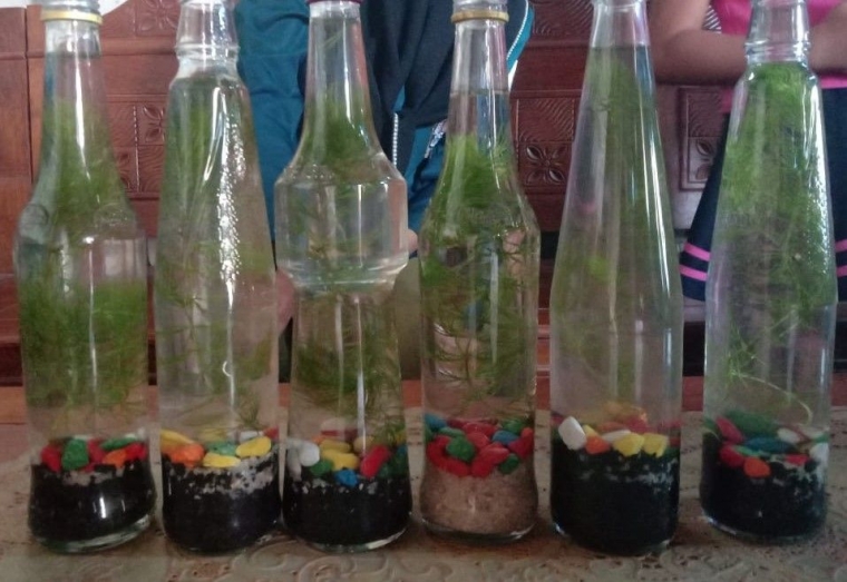 Mini Aquascape dari Botol Bekas Kreasi Mahasiswi KKN Undip Mini Aquascape dari Botol Bekas Kreasi Mahasiswi KKN Undip