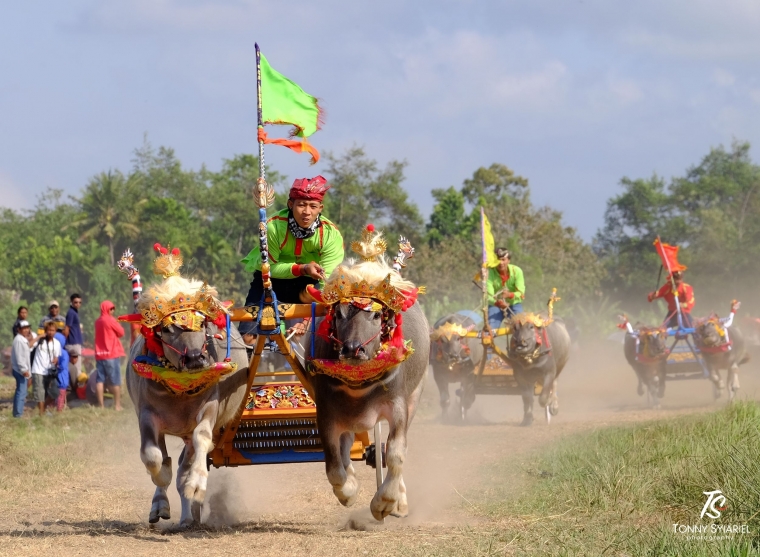 Kejar-kejaran di Makepung. Sumber: Koleksi pribadi