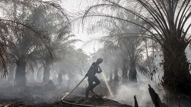 Kebakaran di lahan kelapa sawit (Gambar CNN Indonesia)