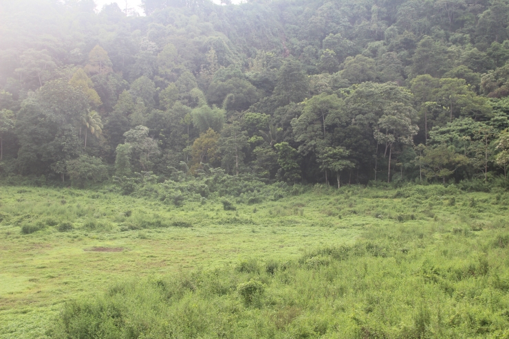Hutan di kawasan Taman Nasional Gunung Ceremai, Kabupaten Kuningan, Jawa Barat. Foto: Ziyadatul Hikmah