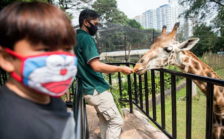 Sejak 27 Juli lalu, Kebun Binatang Surabaya (KBS) kembali dibuka untuk umum. Namun, pengunjung yang datang harus mematuhi protokol kesehatan dan beberapa aturan yang dibuat pengelola sebagai upaya adaptif di masa pandemi/Foto:. foto.bisnis.com