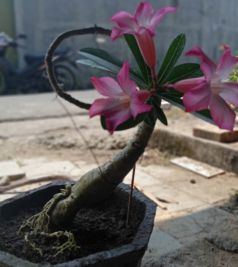 Adenium bunga pink (Foto koleksi pribadi)