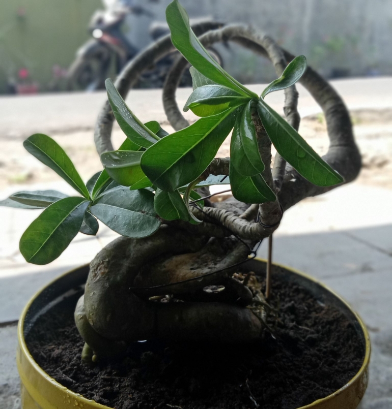 Membentuk batang Adenium. Dibengkokkan dan diikat dengan kawat (Foto koleksi pribadi)