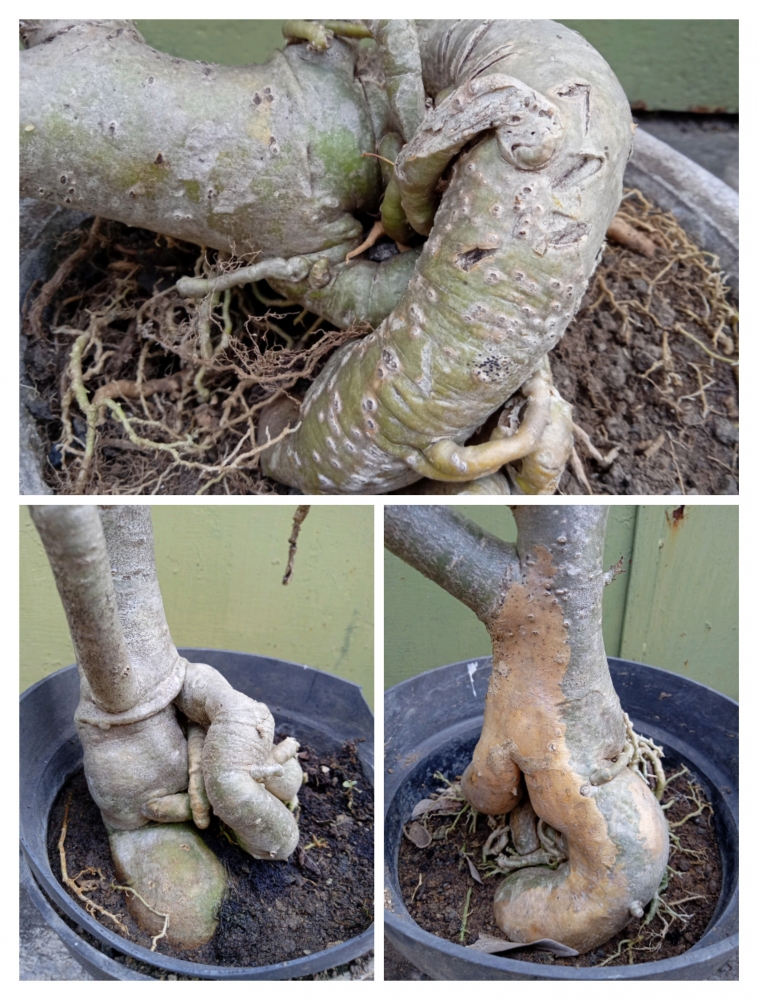 Bonggol akar Adenium (Foto koleksi pribadi)