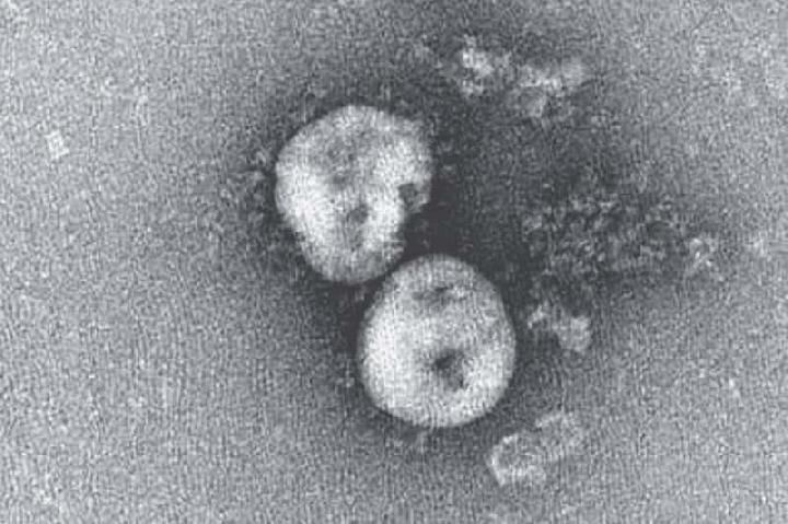 Ilustrasi Virus Corona (sumber: kolom.tempo.co)