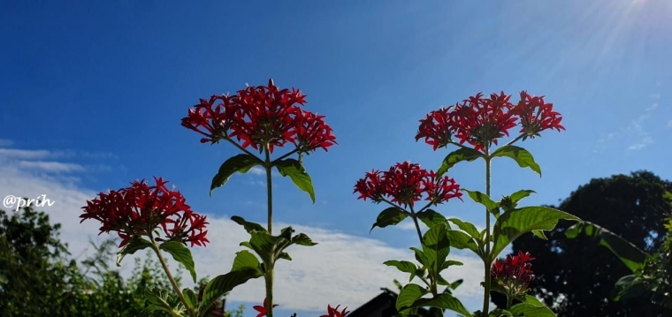 Pentas merah berlatar awan putih dan langit biru (dok pri)