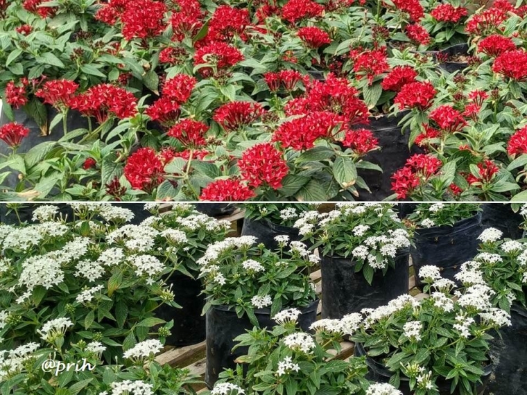Hamparan pentas merah putih (dok pri)
