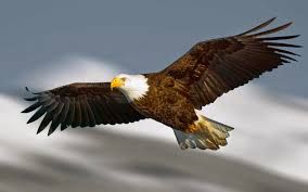 Elang terbang ( pixybay .com )