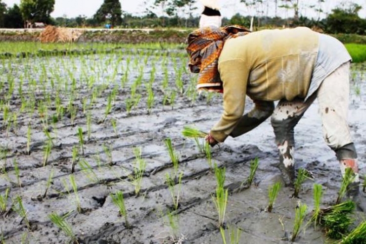 Ilustrasi petani menuai padi di sawah | Sumber: KOMPAS.com